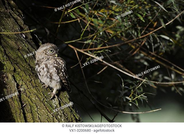 Cute Little Owl / Minervas Owl (Athene noctua) sits at a trunk of an old willow tree in first sunlight, looks attentively back, wildlife, Europe