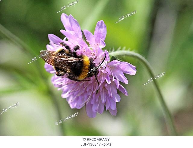 bumblebee at blossom / Bombus