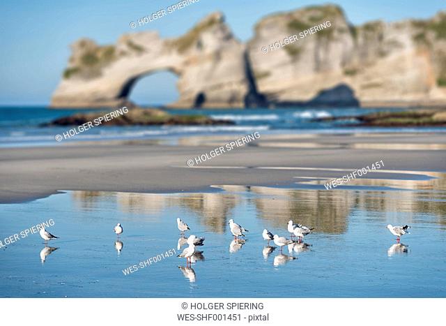 New Zealand, Golden Bay, Wharariki Beach, flock of seagulls in the sand at the beach during low tide