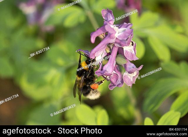 Garden bumblebee (Bombus hortorum) with pollen cup, drinking nectar, hollow larkspur (Corydalis cava), Département Haut-Rhin, Alsace, France, Europe