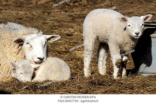 A mother sheep and two lambs are pictured in a field near Fahretofter Koog, Germany, 26 March 2013. Lambing season has already started among the sheep