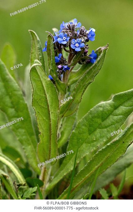 False Alkanet (Anchusa barrelieri) flowering, Abruzzo N.P., Apennines, Italy, May
