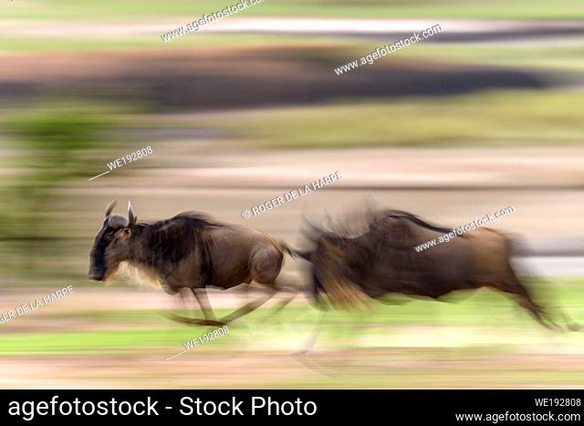 Blue wildebeest or common wildebeest, white-bearded wildebeest or brindled gnu (Connochaetes taurinus) running. Serengeti National Park. Tanzania
