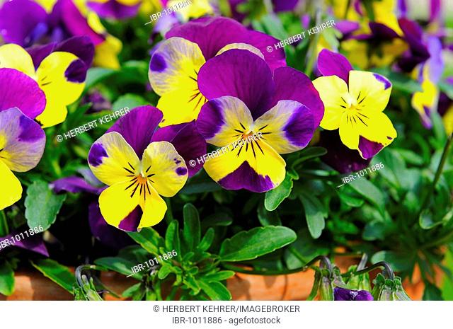 Violets, Pansies or Heartsease (Viola spec)