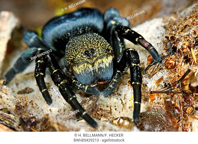 Ladybird spider (Eresus niger, Eresus cinnaberinus, Eresus kollari), female, Germany