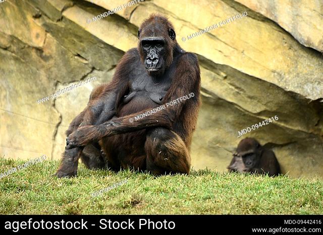 Western lowland gorilla in the Bioparc. Valencia (Spain), November 07th, 2022