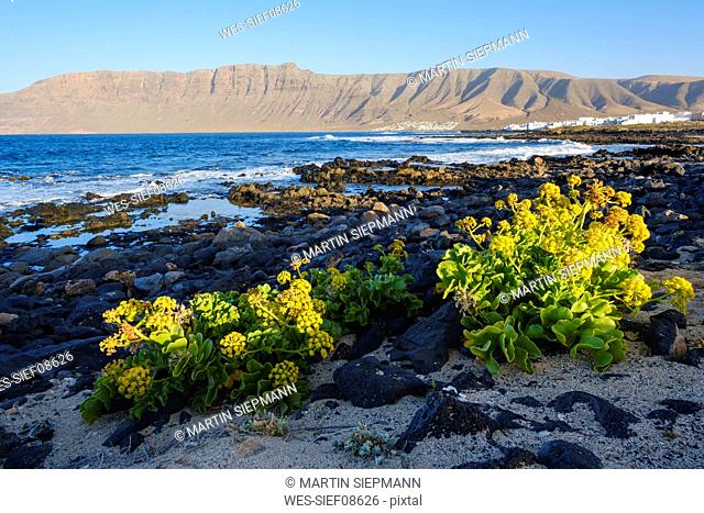 Spain, Canary Islands, Lanzarote, Caleta de Famara, Canary Samphire at the beach, Risco de Famara in the background