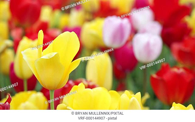 Variety of tulips in a field, Washington, rack focus