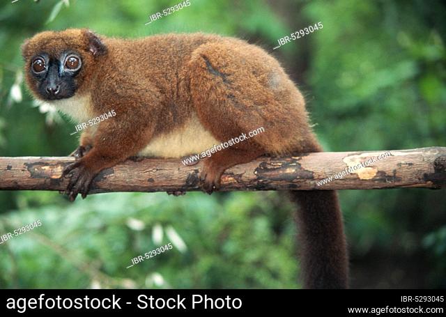 Red-bellied lemur (Eulemur rubriventer), side, Madagascar, Africa