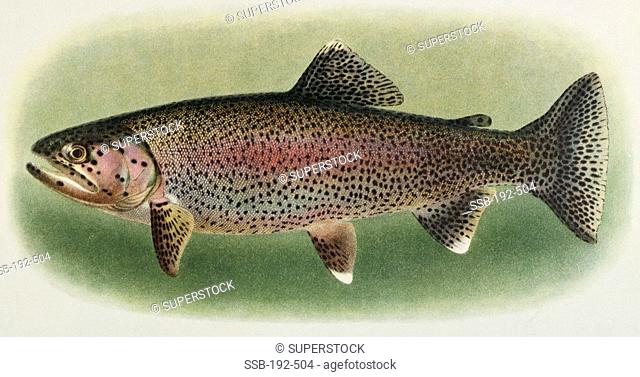 Kern River Trout Marine Prints Private Collection