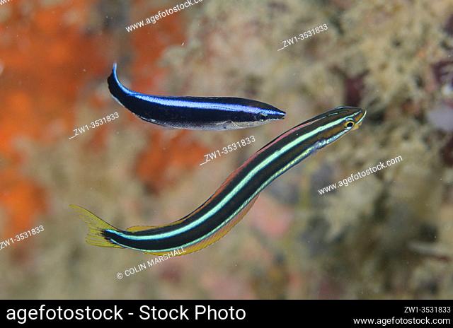 Bluestriped Fangblenny (Plagiotremus rhinorhynchos) being cleaned by a Bluestreak Cleaner Wrasse (Labroides dimidiatus), Rhino City dive site, Ambon, Maluku