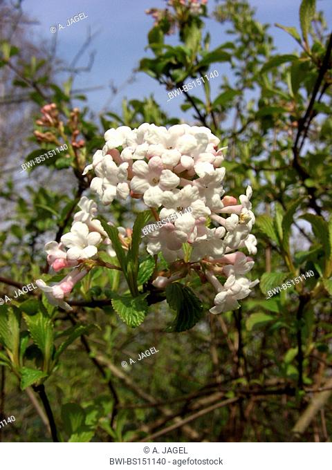 Fragrant Viburnum (Viburnum farreri), twig with blossoms