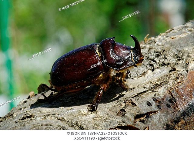 Rhiniceros beetle sits on the tree branch