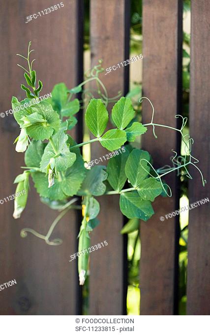 Sweet Pea Vines Growing through a Fence