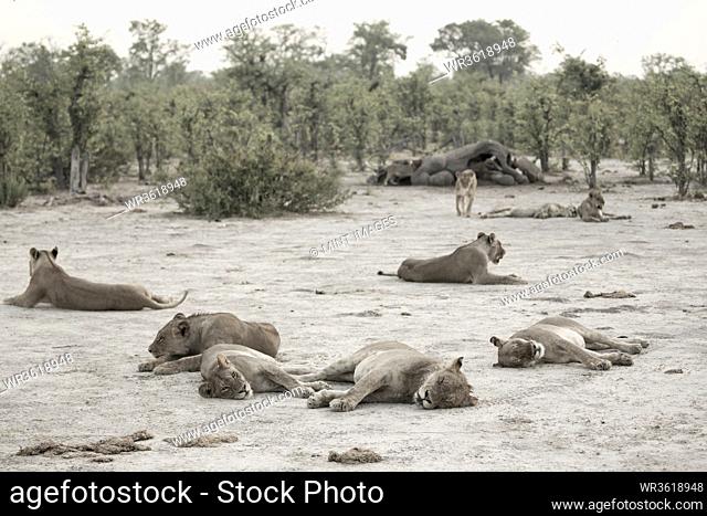 A pride of lions resting after feeding on a dead elephant