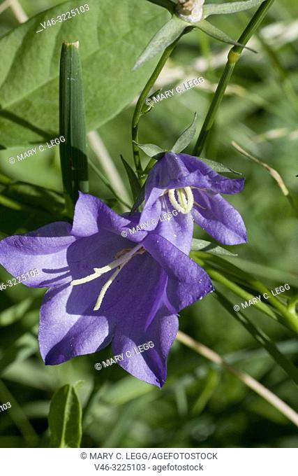 Harebell, Campanula rotundifolia. Bluebell. Pernnial herbaceous violet blue bell flower. Spreads by seed and rhizomes. Flower from June-November