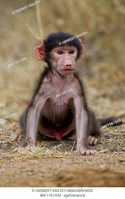 Chacma baboon, or Cape baboon (Papio ursinus), young, in the bush, Kruger National Park, South Africa