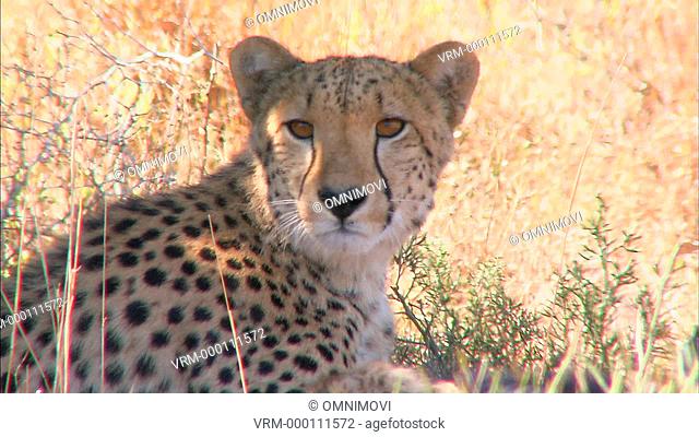 Close up of Cheetah mother looking at camera with cub stretching