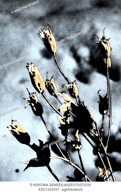 Dried Columbine seed pods with effects