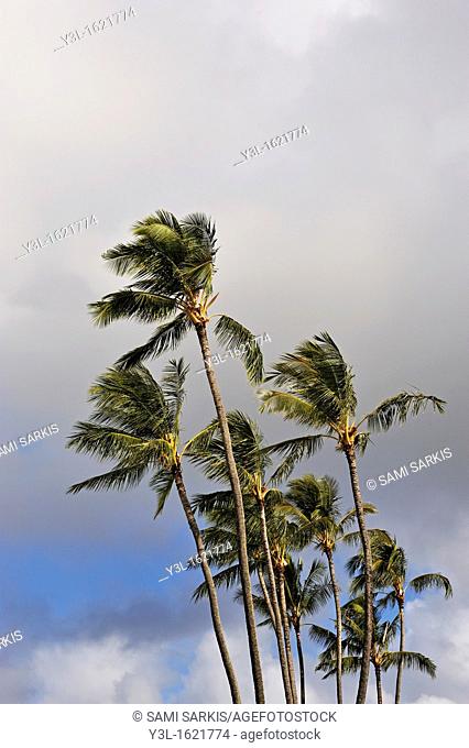 Plam trees at sunrise, Kauai Island, Hawaii Islands, USA