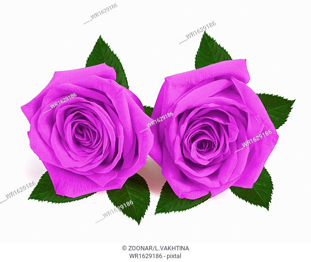 A couple gift roses on valentine day isolated on white background