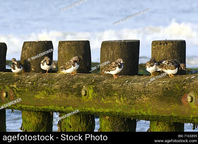 Ruddy turnstone (Arenaria interpres) sitting on groynes, Wangerooge, East Frisian Island, North Sea, East Frisia, Lower Saxony, Germany, Europe