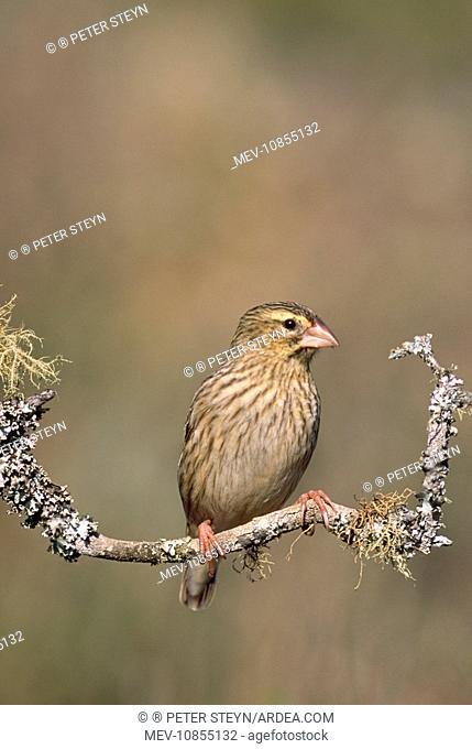Red Bishop - female, perched on branch (Euplectes orix)