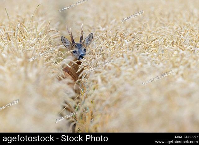 Roebuck (Capreolus capreolus) in a grain field, July, Hesse, Germany