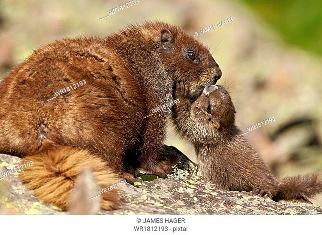 Young yellow-bellied marmot (yellowbelly marmot) (Marmota flaviventris) adult and young, San Juan National Forest, Colorado, United States of America