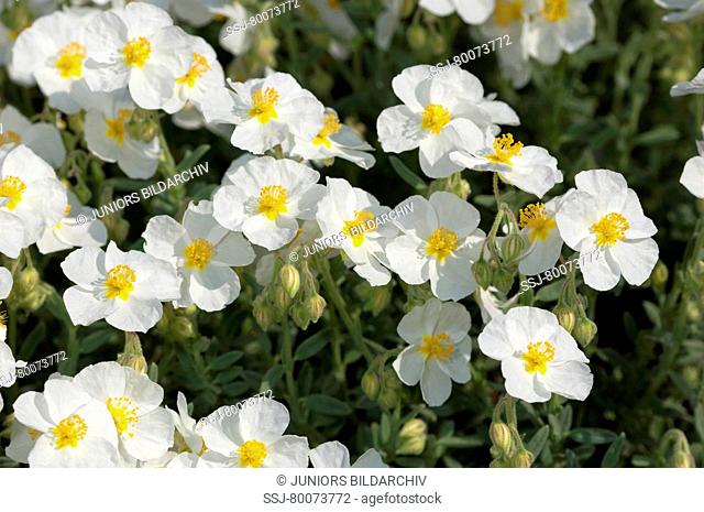 DEU, 2011: Rock Rose (Helianthemum croceum), white flowering plant