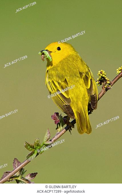 Yellow warbler Dendroica petechia perched on a branch with a caterpillar in its mouth near Long Point, Ontario, Canada