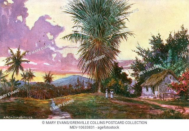 Arcadia, Jamaica - Large Palm Tree in the grounds of the residence of the Hon. Harry Sewel. On a clear day one can see Cuba from the vernadahs of the residence