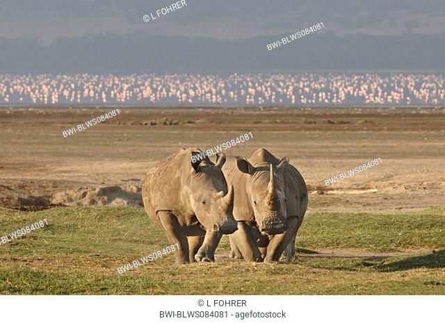 white rhinoceros, square-lipped rhinoceros, grass rhinoceros Ceratotherium simum, two individuals side by side, flamingos in background, Kenya, Lake Nakuru Natl