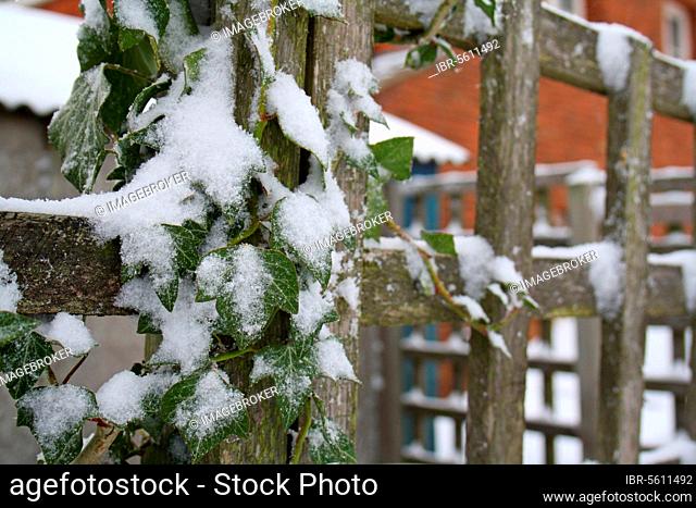 Common ivy (Hedera helix) snowy leaves growing on a garden trellis, Suffolk, England, United Kingdom, Europe