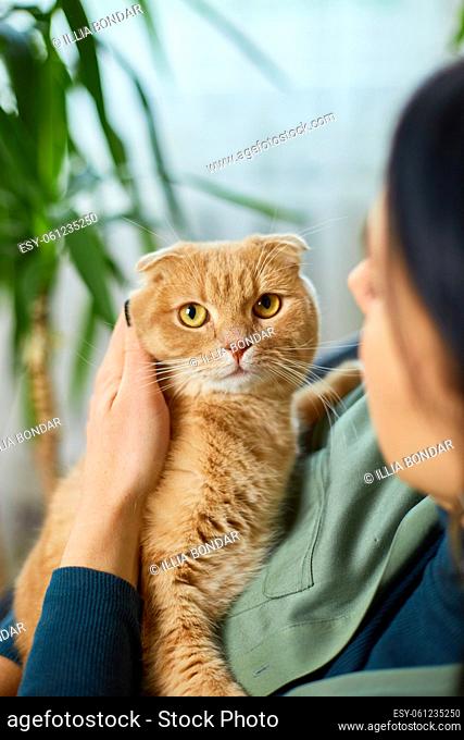Woman sitting on the armchair holding cute ginger cat, Female hugging her cute long hair kitty, Playing with cat at green home, Concept of home garden