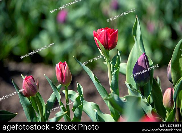 Red and purple tulips in a tulip field