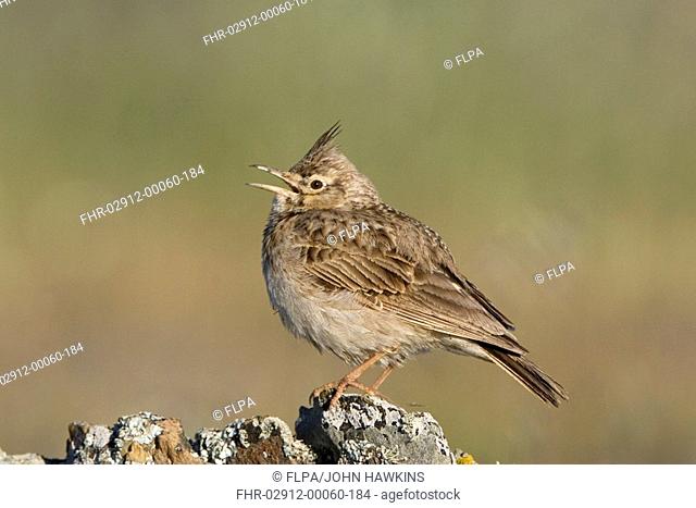 Crested Lark Galerida cristata adult, singing, perched on rock, Extremadura, Spain, may