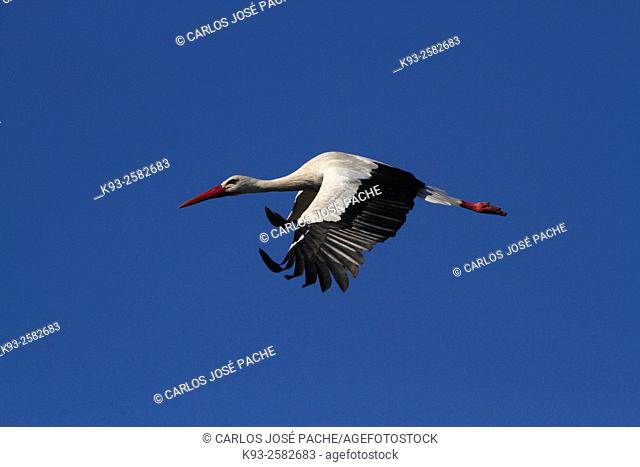 White stork (Ciconia ciconia). Extremadura. Spain
