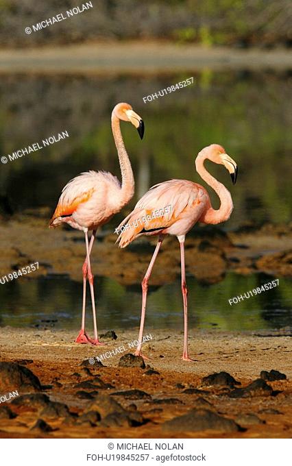 Greater flamingo Phoenicopterus ruber foraging for small pink shrimp Artemia salina in saltwater lagoons in the Galapagos Island Group, Ecuador