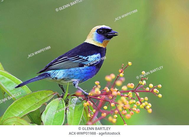 A male Golden-hooded Tanager Tangara larvata in Costa Rica  This spectacular Golden-hooded Tanager is known locally as , Äúsiette colores