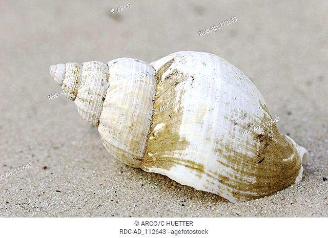 Common Whelk shell Netherlands Buccinum undatum