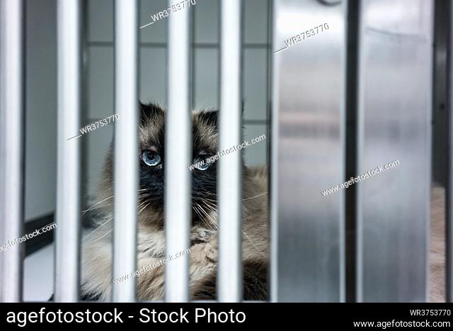 Sick cat waiting for treatment in cage of veterinarian clinic