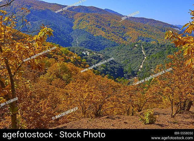Autumn, chestnut forest (Castanea sativa), Valle del Genal, Genal valley, Genal river valley, Serrania de Ronda, Malaga province, Andalusia. Spain