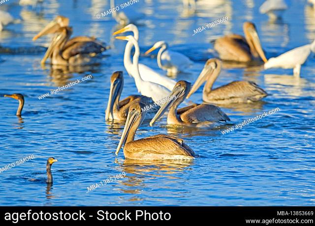 Group of Brown pelicans (Pelecanus occidentalis) and Great white egrets (Ardea alba) fishing, Sanibel Island, J.N. Ding Darling National Wildlife Refuge Florida