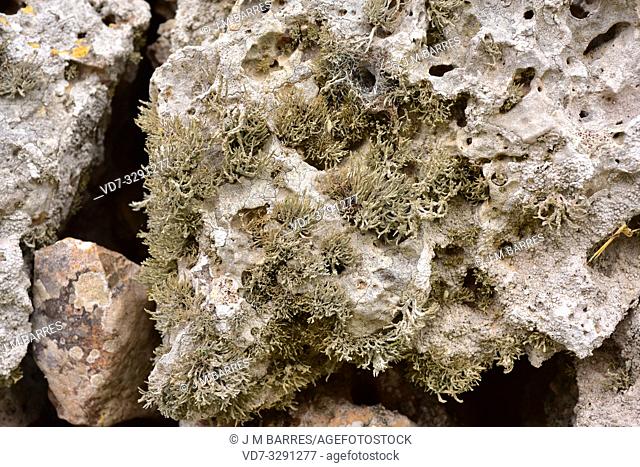 Orchilla (Roccella phycopsis) is a fruticulose lichen which provides a purple dye. This photo was taken in Menorca Island, Balearic Islands, Spain