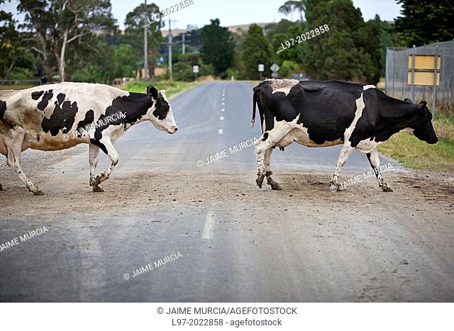 Holstein dairy cows crossing a country road after milking, early morning country vVictoria Australia