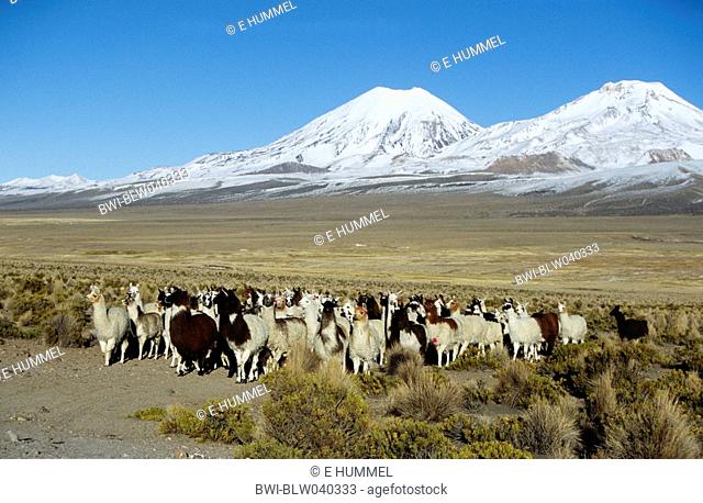 llama Lama glama, herd with volcanos Parinacota 20807 ft. and Pomerata 20610 ft. Behind, Bolivia, Altiplano, Sajama National Park