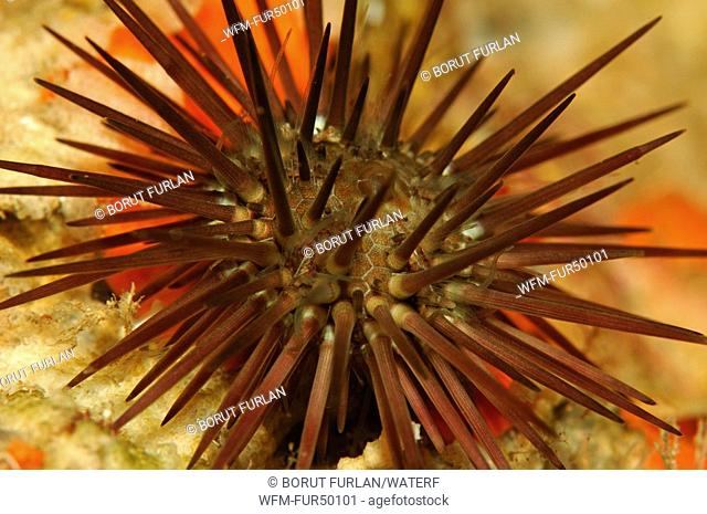 Stone Urchin, Paracentrotus lividus, Triscavac Bay, Susac Island, Adriatic Sea, Croatia