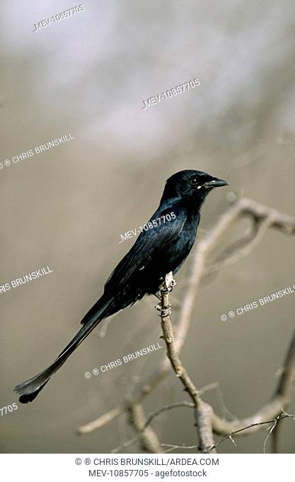 Black DRONGO (Dicurus macrocerus). Ranthambhore National Park, India. Alternative spellings: Ranthambhor / Ranthambore / Ranthambor