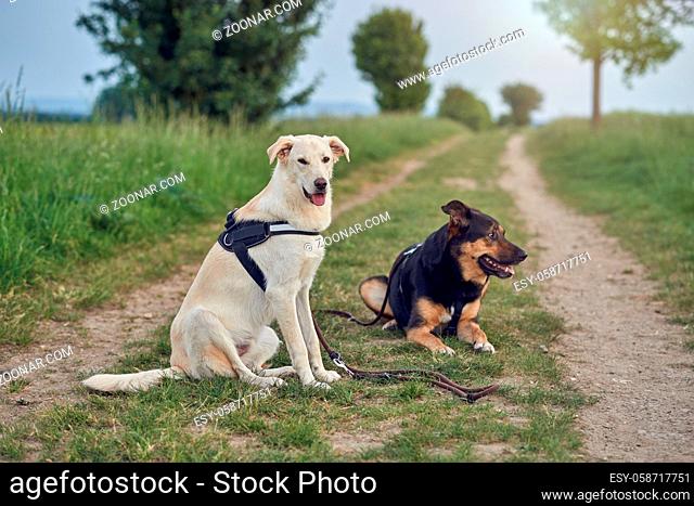 Portrait of two large dogs wearing harnesses resting in rural road during walk